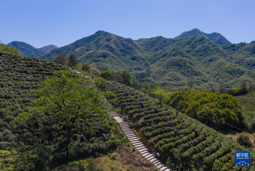 朱吉安（Zhejiang）：高矿茶茶促进人们的收入