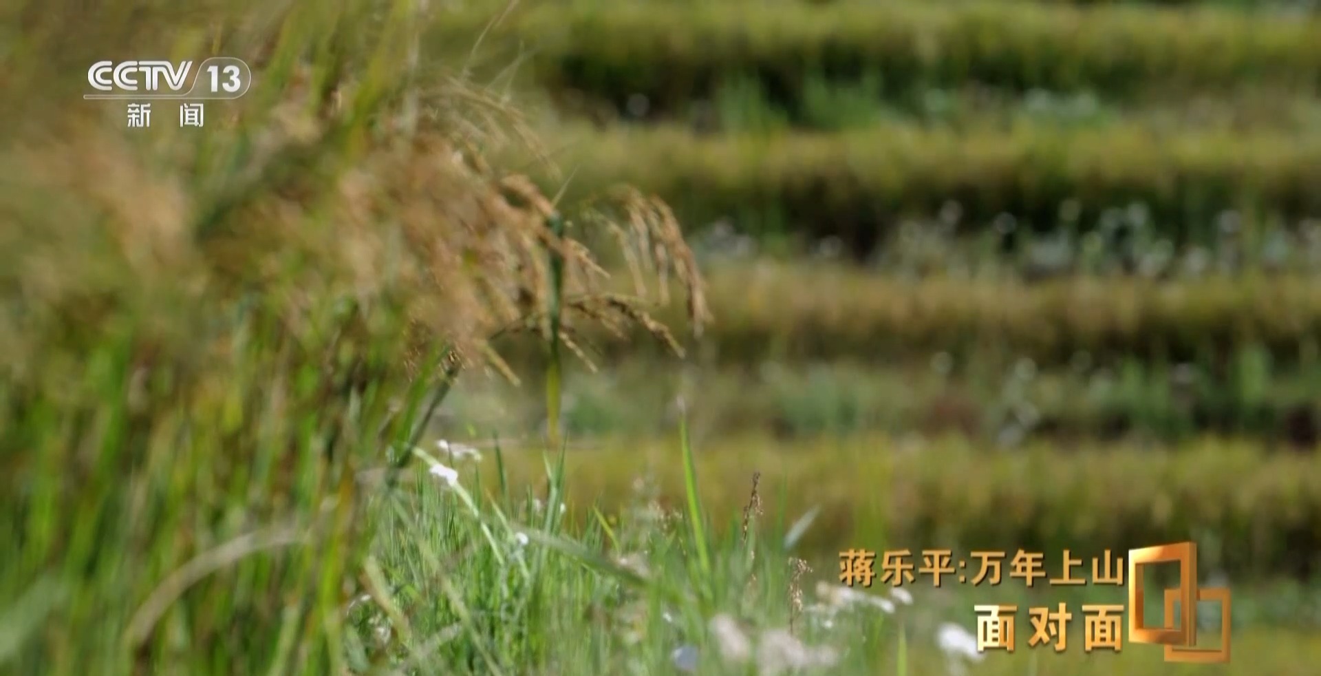 8188www威尼斯平台面对面丨对话蒋乐平 从一粒稻米触摸一万年前历史(图10)