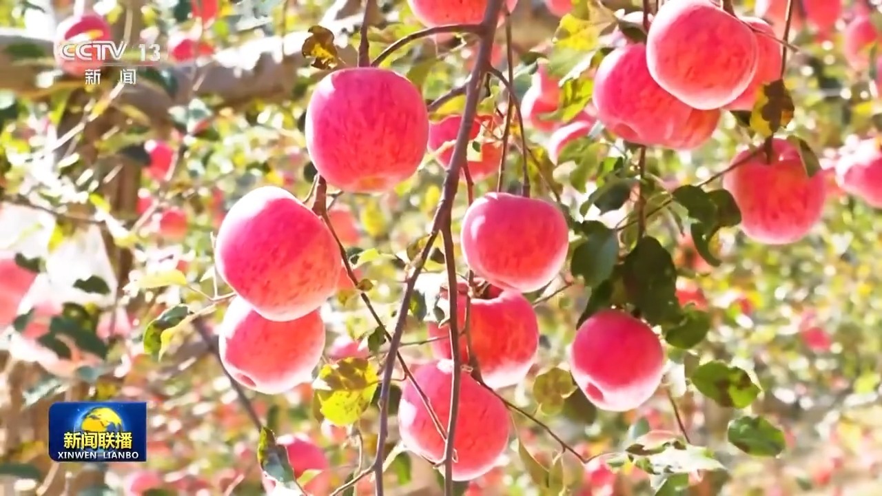 新思想引领新征程丨打造乡村特色产业推进乡村全面振兴(图6)