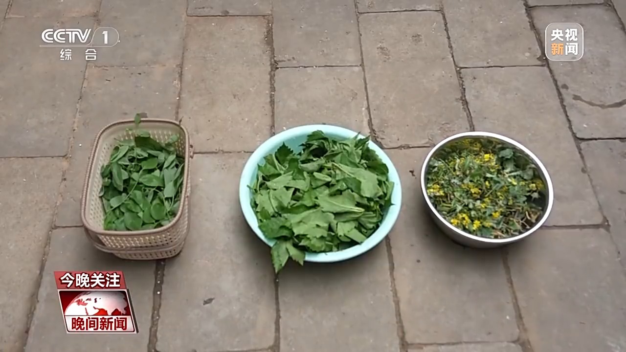 千岁的年轻人将进行新旅行丨绿色植物变绿色，