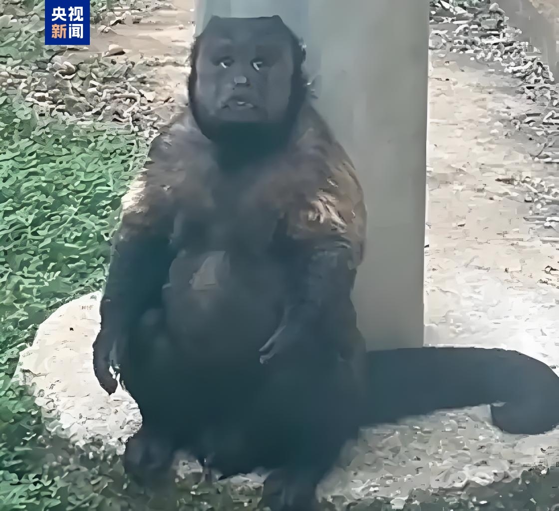 网红方脸猴“大壮”因病逝世