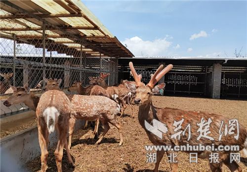 Leigu Town，Zhushan，Hubei：Sika Deer Breeking帆航行到农