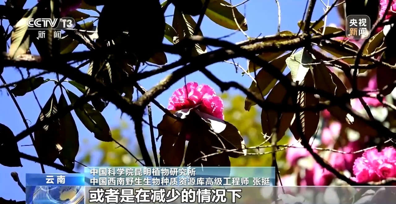 珍稀鸟类“朋友圈”扩展 探秘云南高黎贡山→