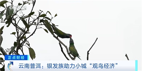 鸟在整个城市和省份都在追逐！白银部落将“观