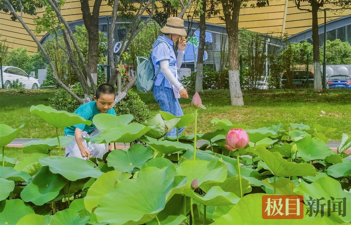 美丽在于“标签的开始”！武汉的第一波莲花盛