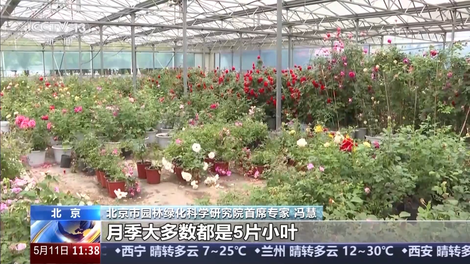 全球千余月季品种集体亮欧博体育登录相 跟随镜头开启“繁花之旅”(图6)