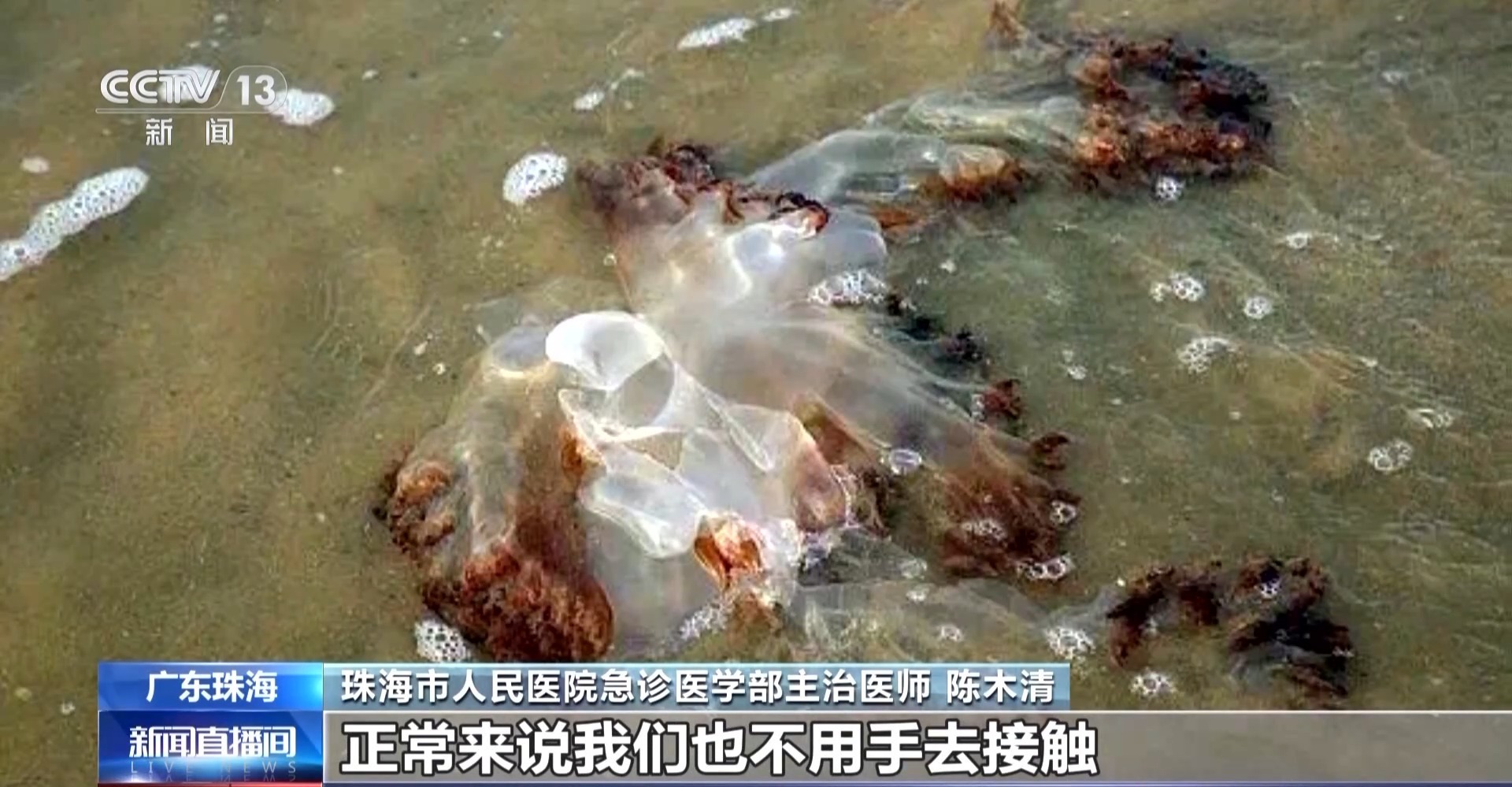 海滨遇到水母别碰有毒！医师：被蜇伤要用海水冲刷