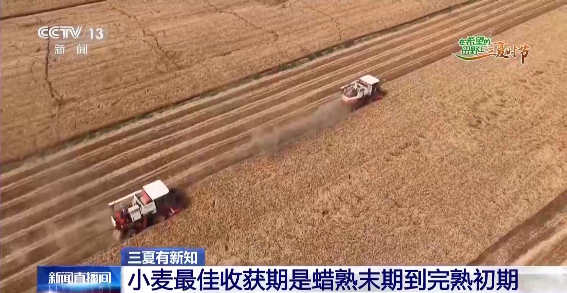小麦适收期只要3到5天 几老练收最好？怎样判别蜡熟晚期？