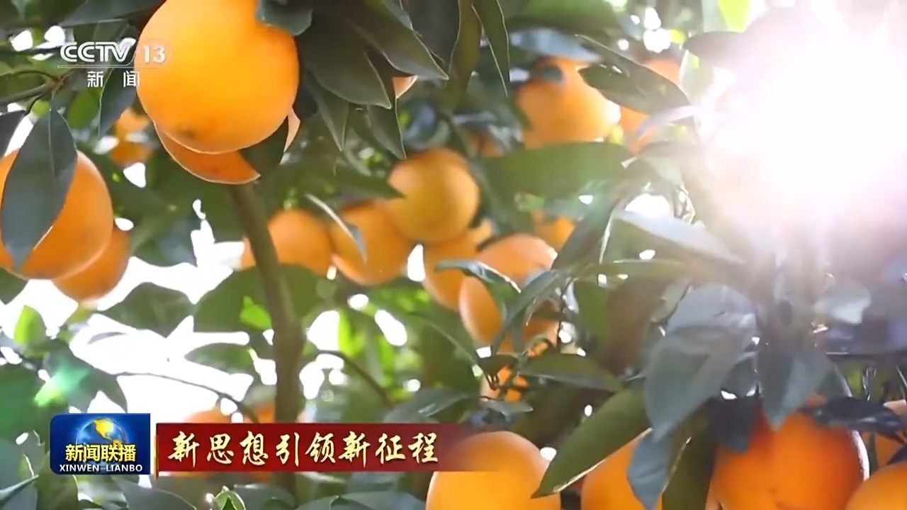 新思想引领新征程丨打造乡村特色产业推进乡村全面振兴(图4)