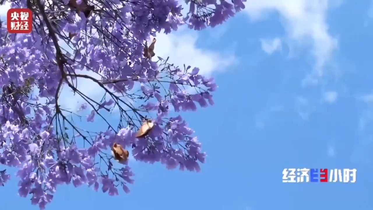 鲜花消耗很有名!引人入胜的“花”是下一个水