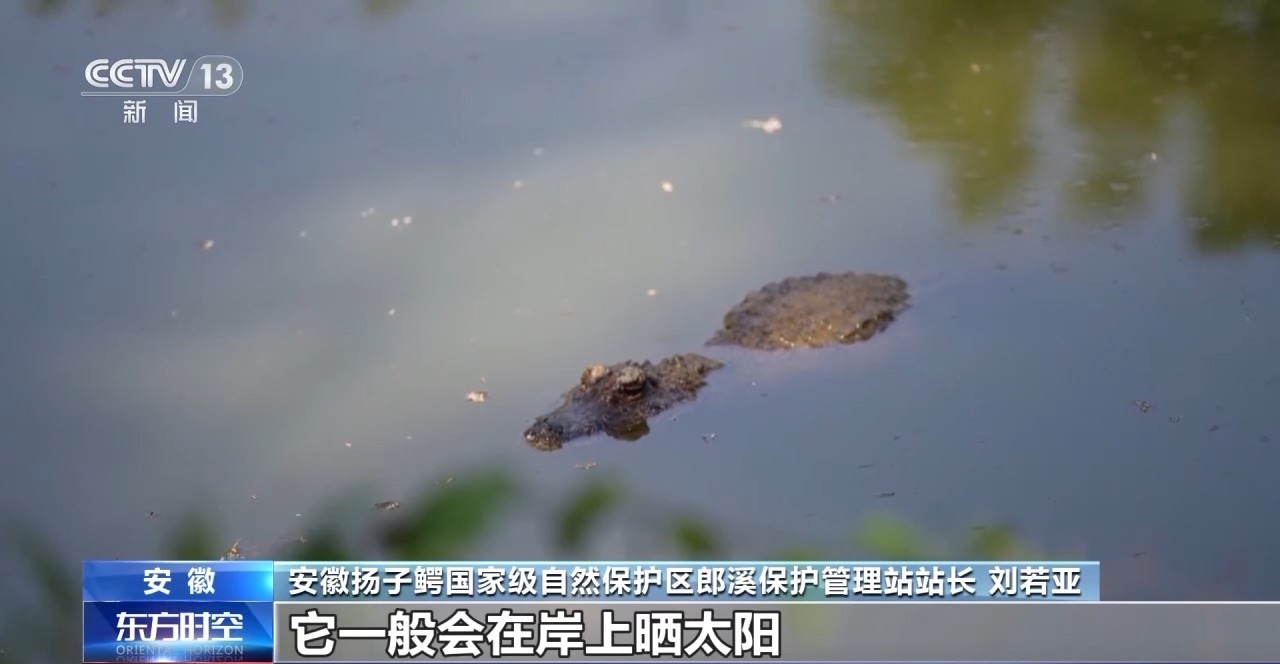 长约鳄鱼野外的种群数量继续愈合。这里记录了