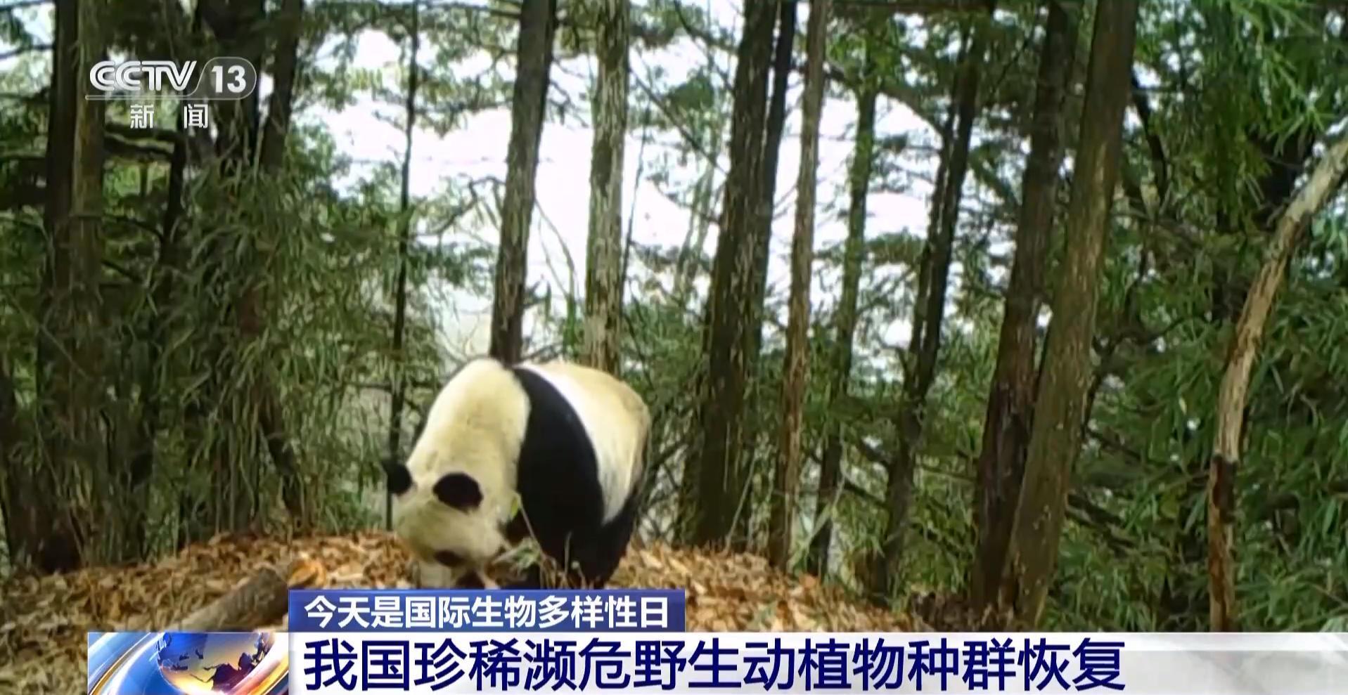 我国生物多样性保护的有效性是什么？此“报告