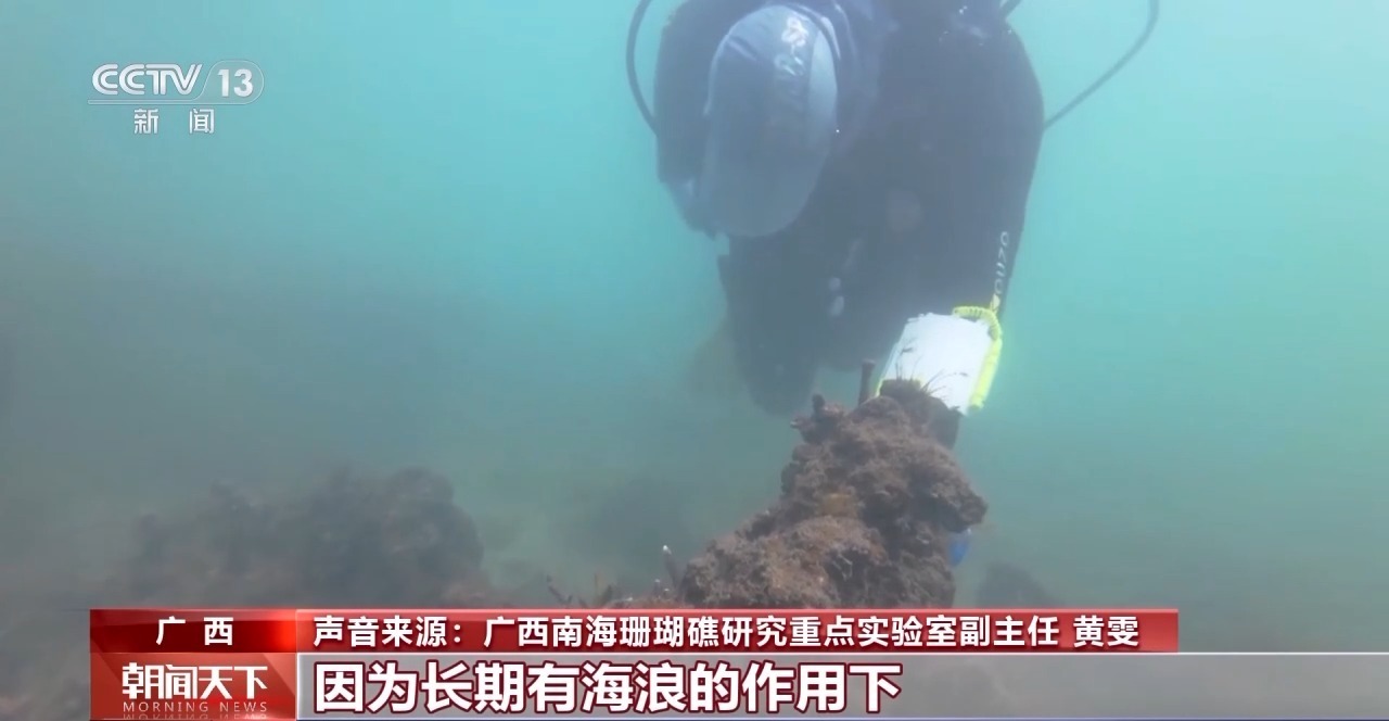 海底的“种子”珊瑚是什么？在“珊瑚爸爸”中