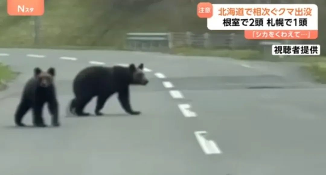 提醒！日本萨波罗市的中国公民注意熊