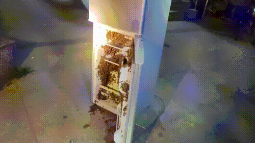 进入活跃的季节！一个4岁的女孩在被咬后死亡。