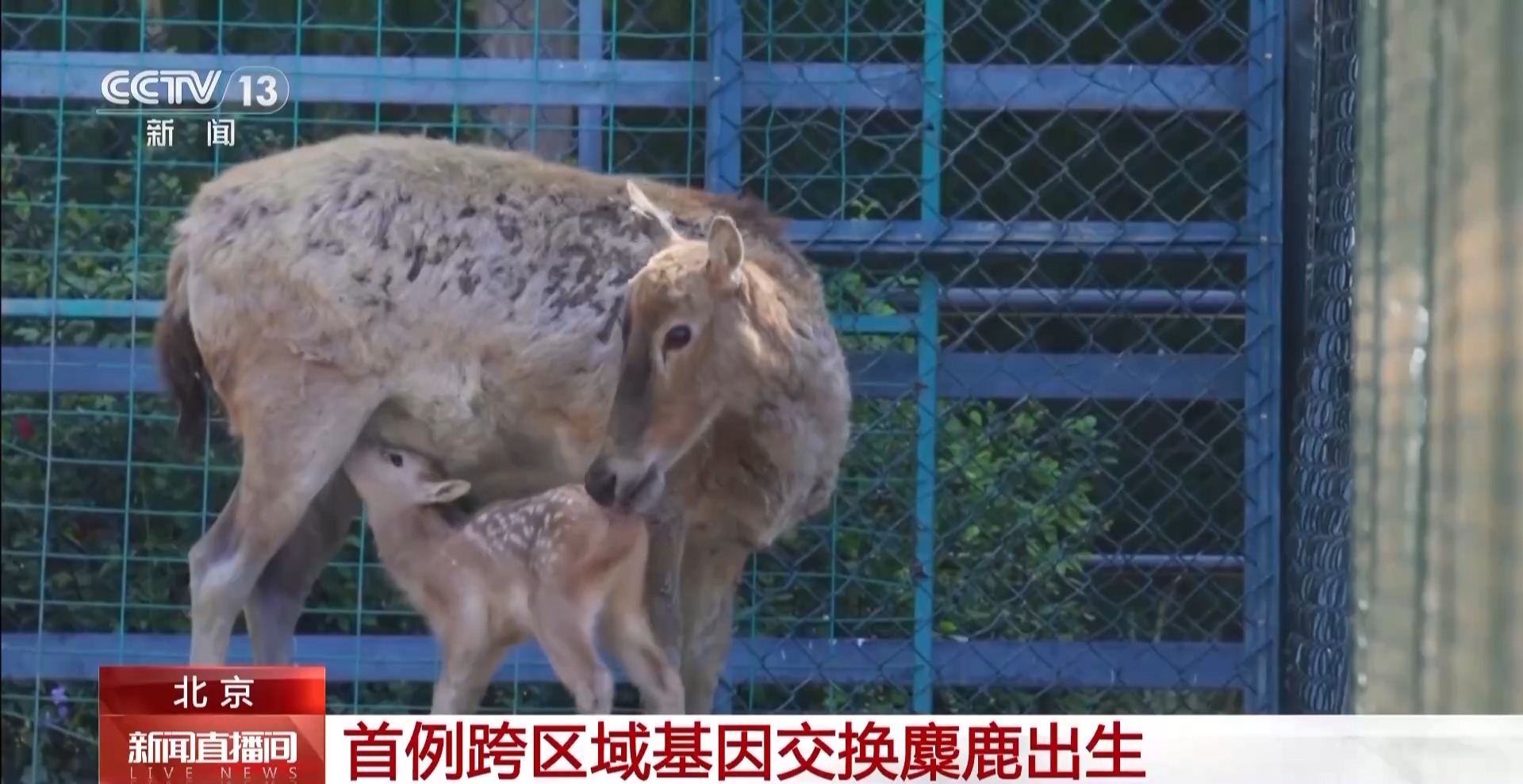 北京和江苏的麋鹿种群的跨区