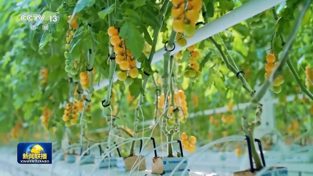 新思想引领新征程丨打造乡村特色产业推进乡村全面振兴(图8)