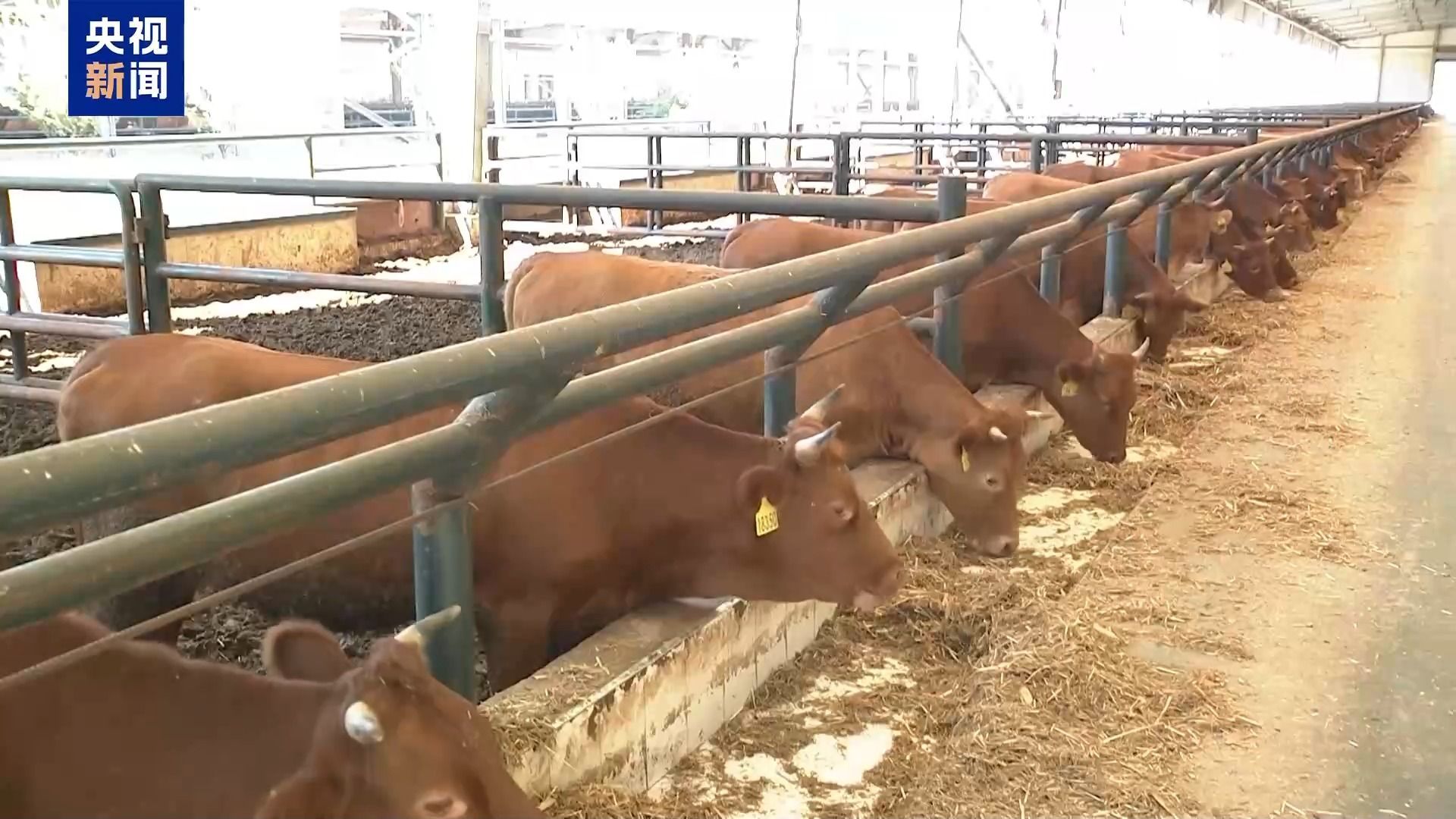 巴西肉类出口处受到美国关税政策的压力，中国