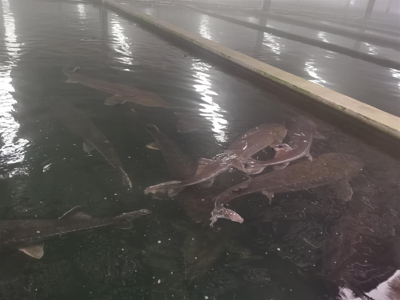Hubei Qingjiang Sturgeon Valley：“黑金”，年产量为