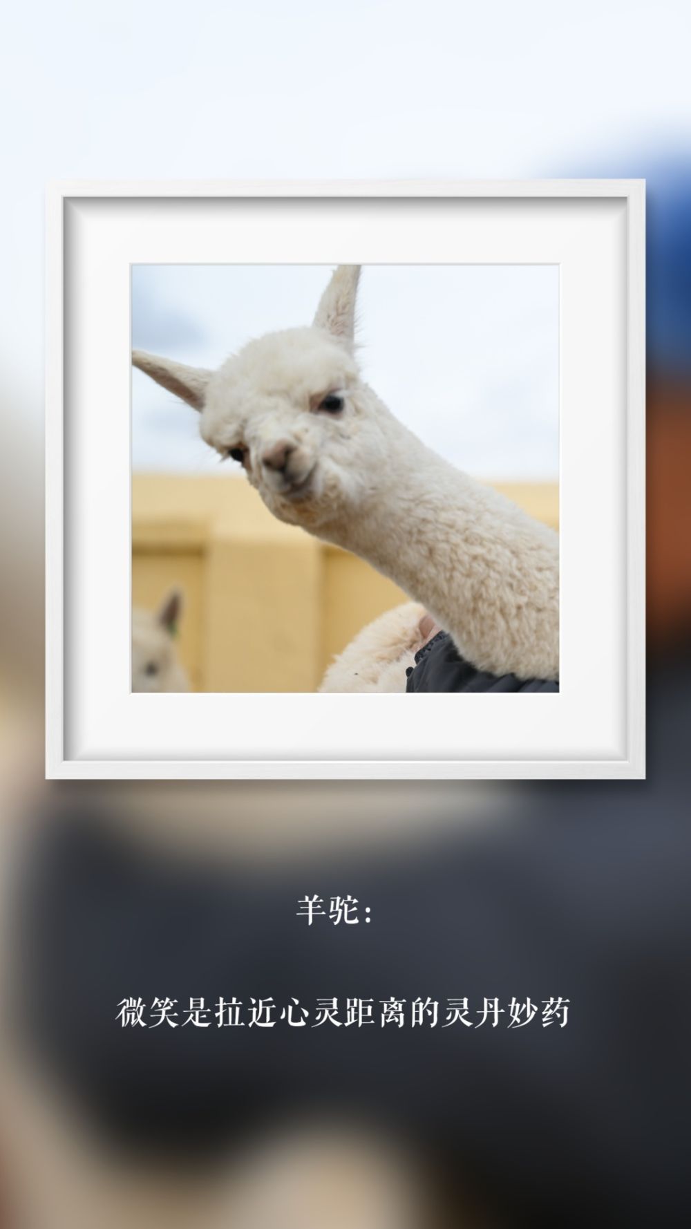 世界微笑日 那些“天生爱笑”的萌物们(图11)