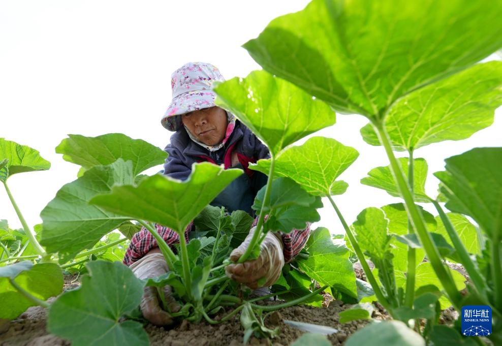 上瘾，hebei：开发农业活动以帮助课程中的风险生