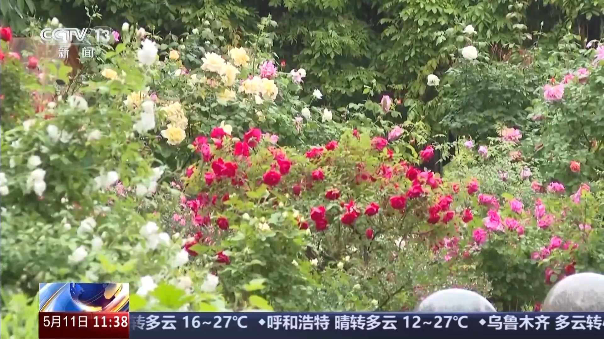 全球千余月季品种集体亮欧博体育登录相 跟随镜头开启“繁花之旅”(图5)