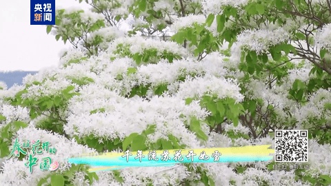 春暖花开的中国开云体育app丨生态美景激活“开花经济”(图2)