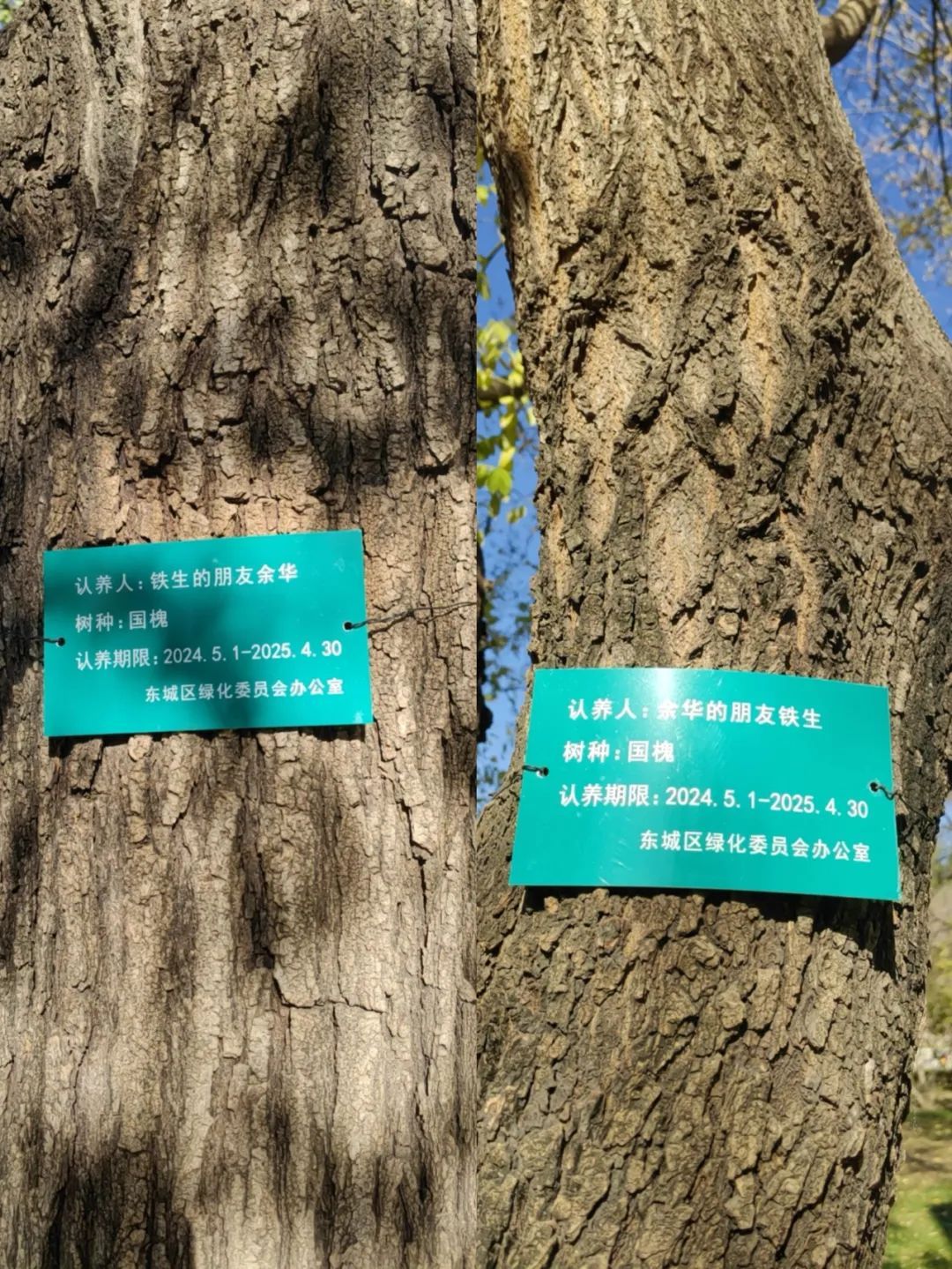 网友喊话余华“地坛公园的树该续费了”，余华回应……