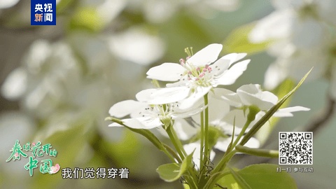 春暖花开的中国开云体育app丨生态美景激活“开花经济”(图3)