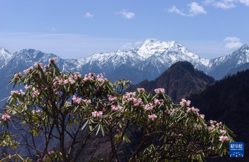 四川普格瓦：成千上万的高山杜鹃花开花，接受