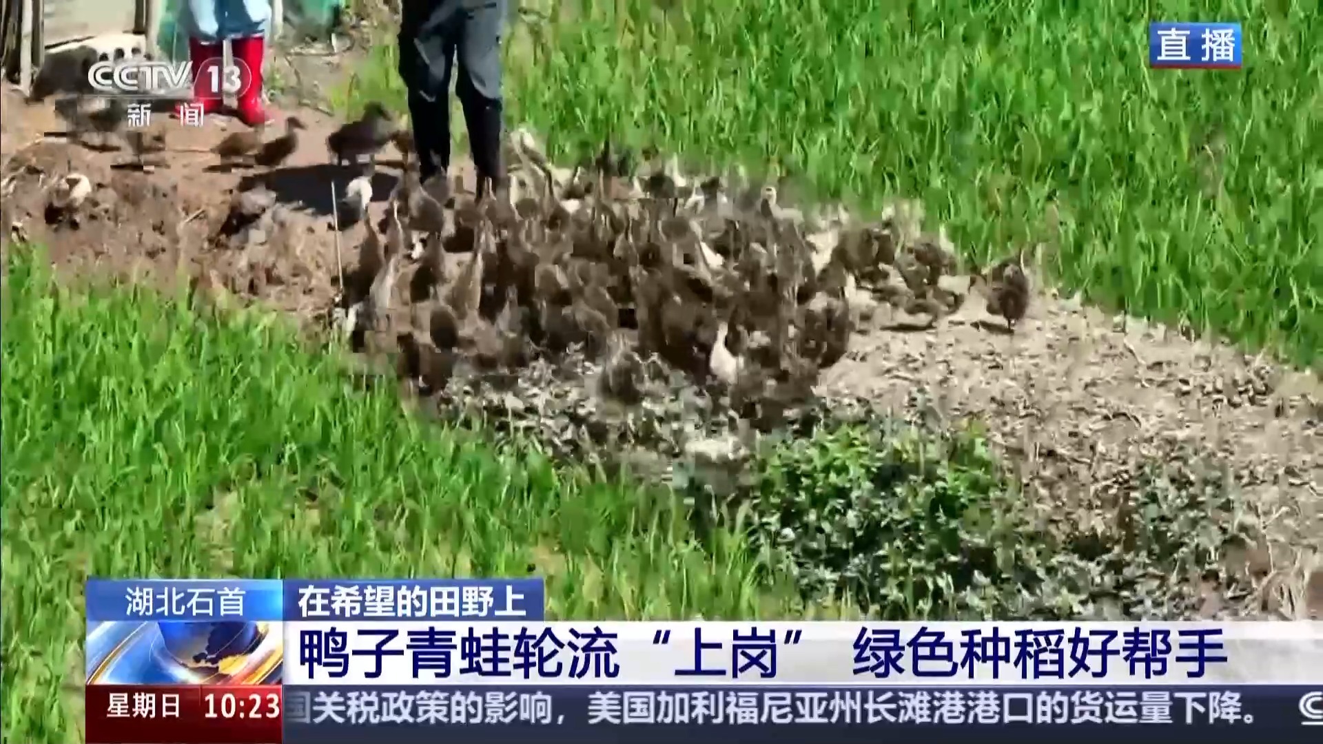 农药减量超90% 石首稻田里的这对“鸭蛙组合”功不可没