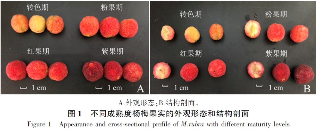 赤色杨梅长出“白肉”？这儿教你处理办法→