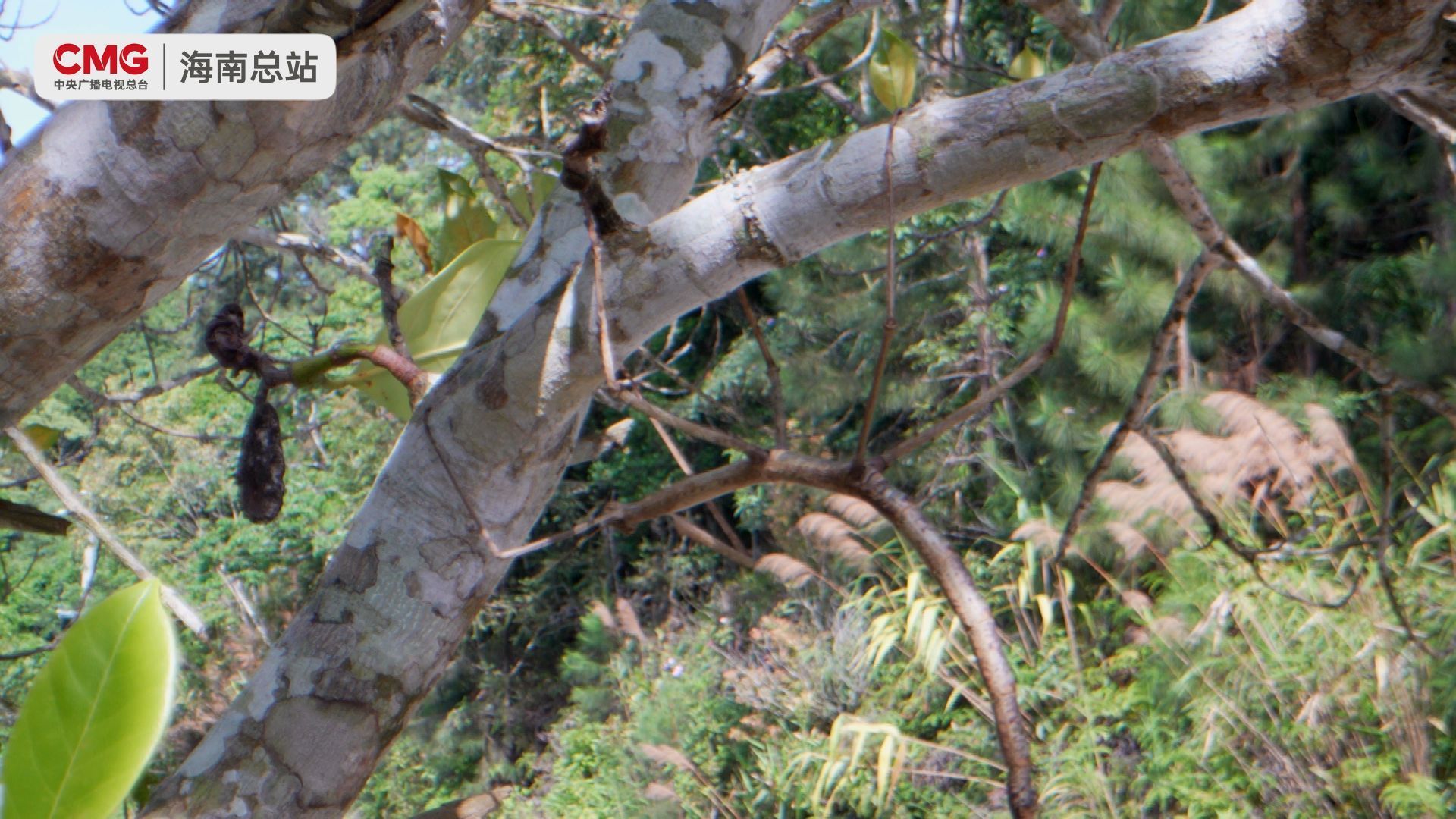 热带雨林的秘密土地