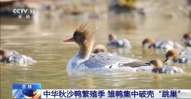 妈妈被自然敌人抓住。如果婴儿是中国男人，该怎么办？它采取了行动