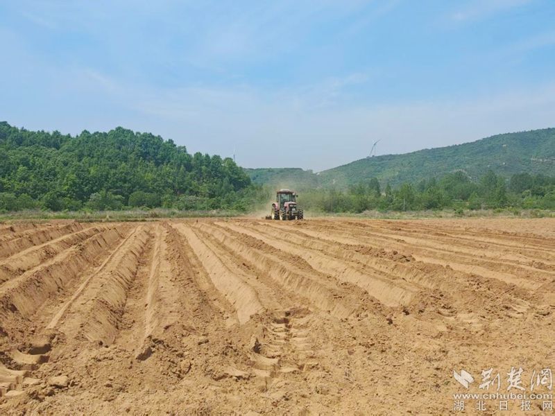红安苕300亩以上连片示范基地超过50处(图3)