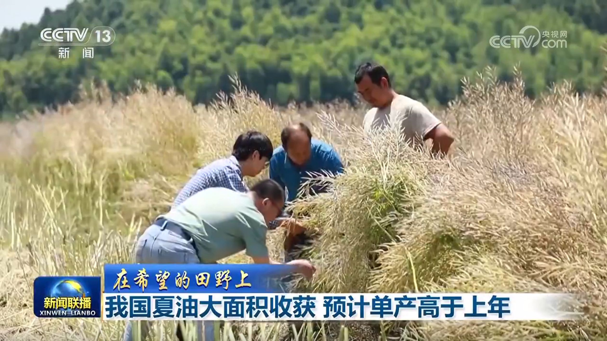 【在期望的田野上】我国夏油大面积收成 估计单产高于上年
