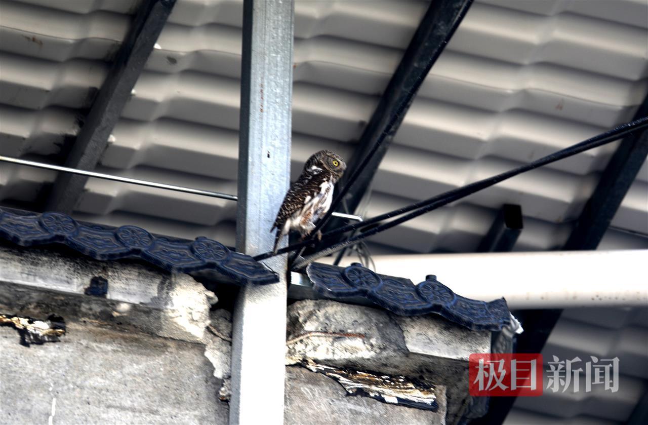 森林局的阳台上出现了国宝“可爱的婴儿”！散