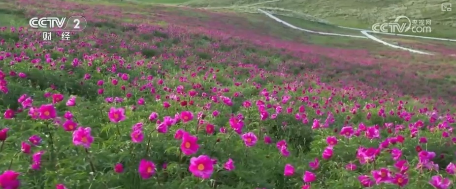 繁花美景引客来 “自然风光+赤色文明”成文旅交融开展闪亮手刺