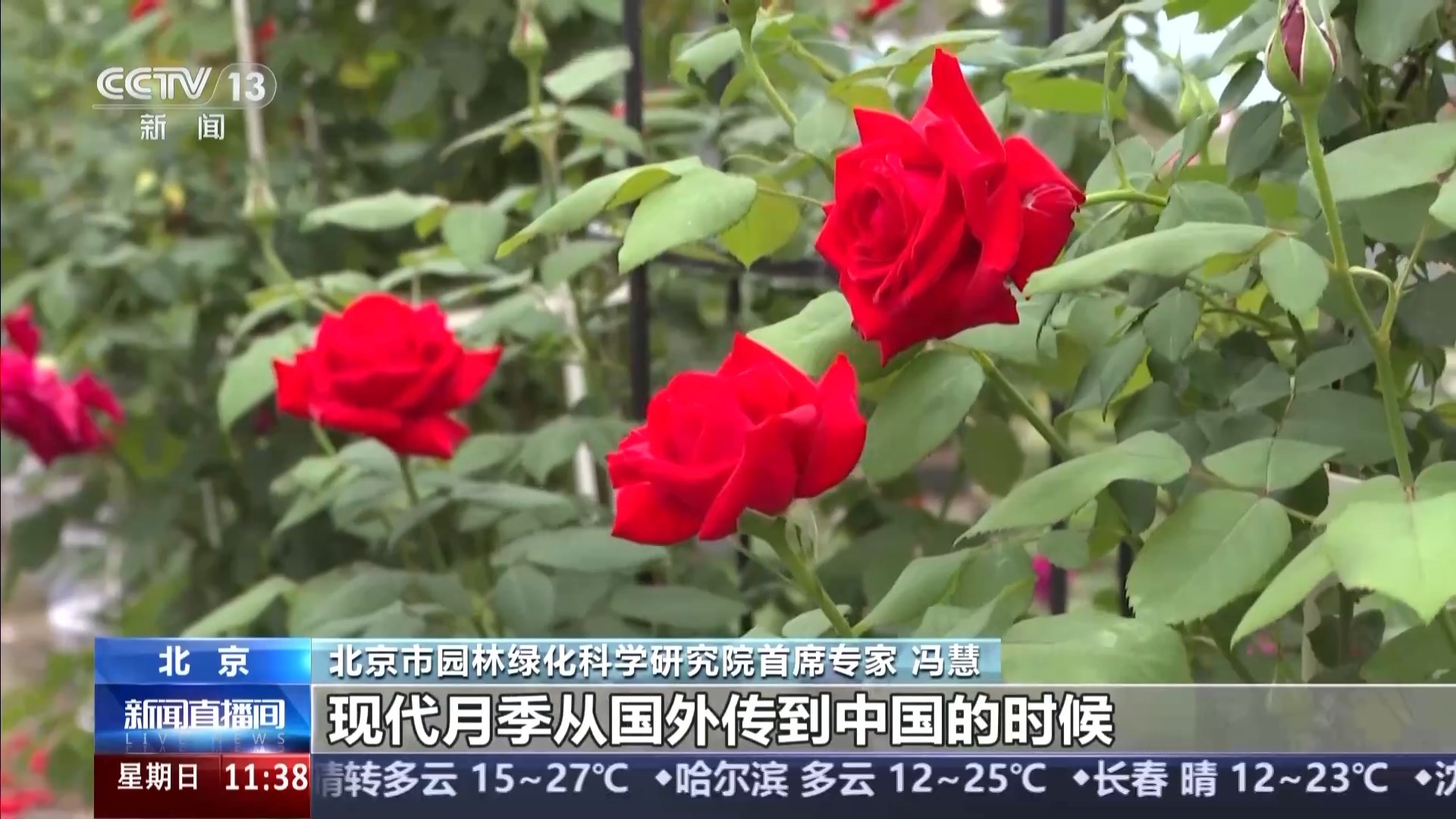 全球千余月季品种集体亮欧博体育登录相 跟随镜头开启“繁花之旅”(图4)