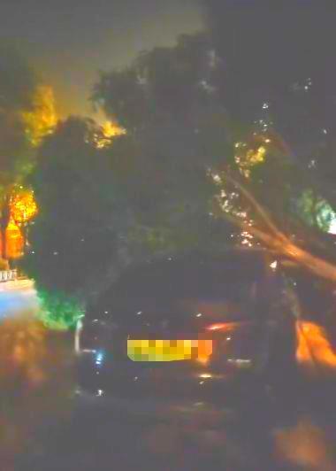 台湾的一棵大树是由强