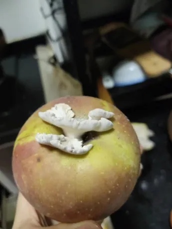 在编译“水果王”之后，他们仍在整个网络中追