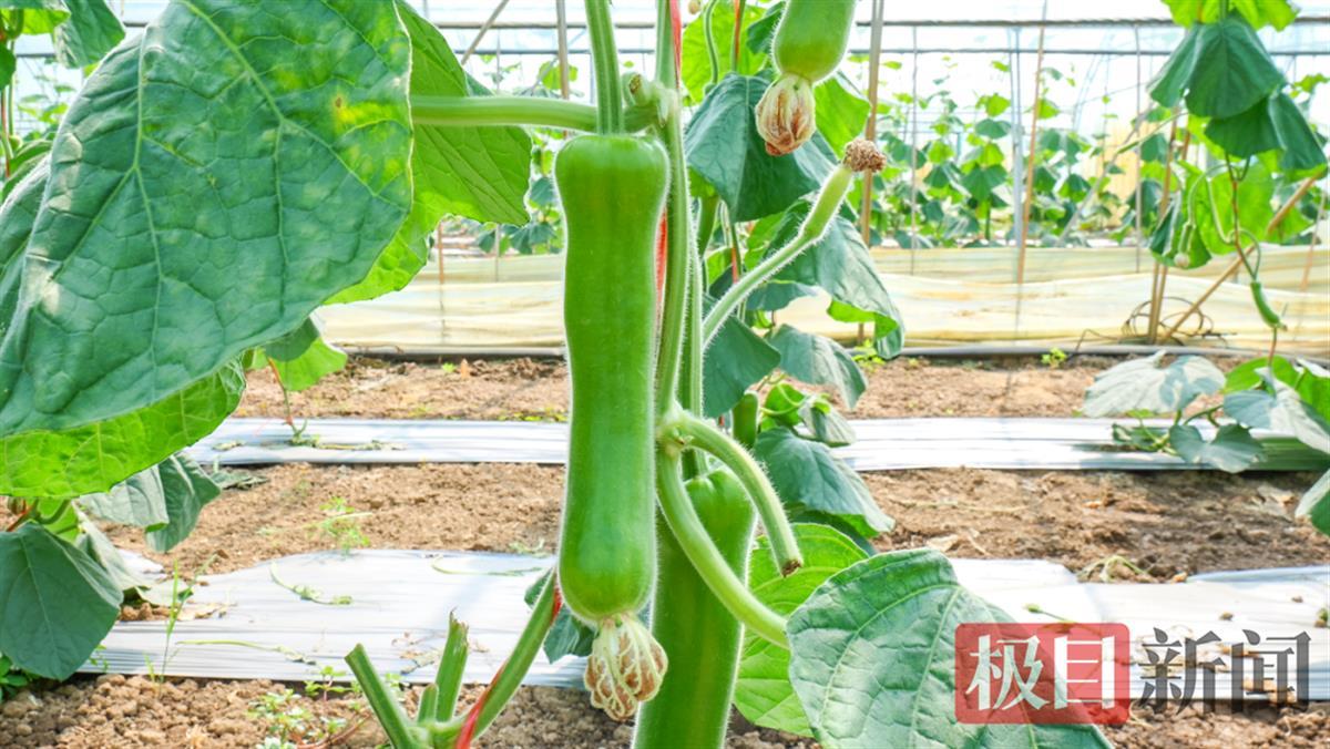 9小时！瓠子从田间“瞬移”华中餐桌