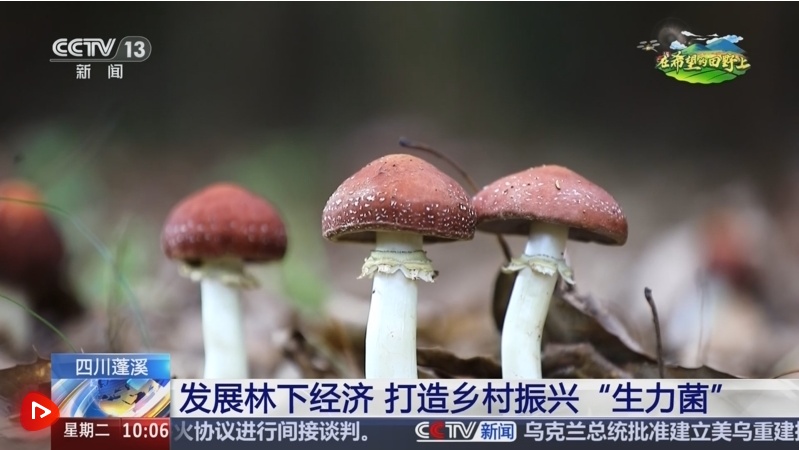 “种植森林”，“金色水果”，“尚格利细菌”