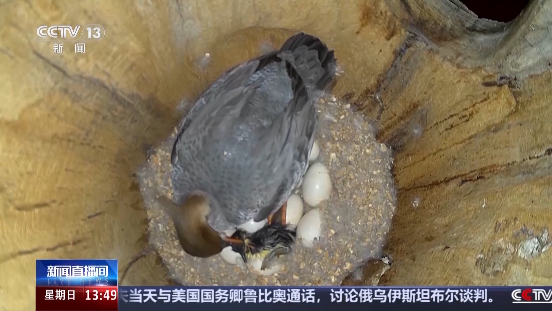咕嘎咕嘎真呀真多鸭！沉溺式看中华秋沙鸭破壳跳巢全过程
