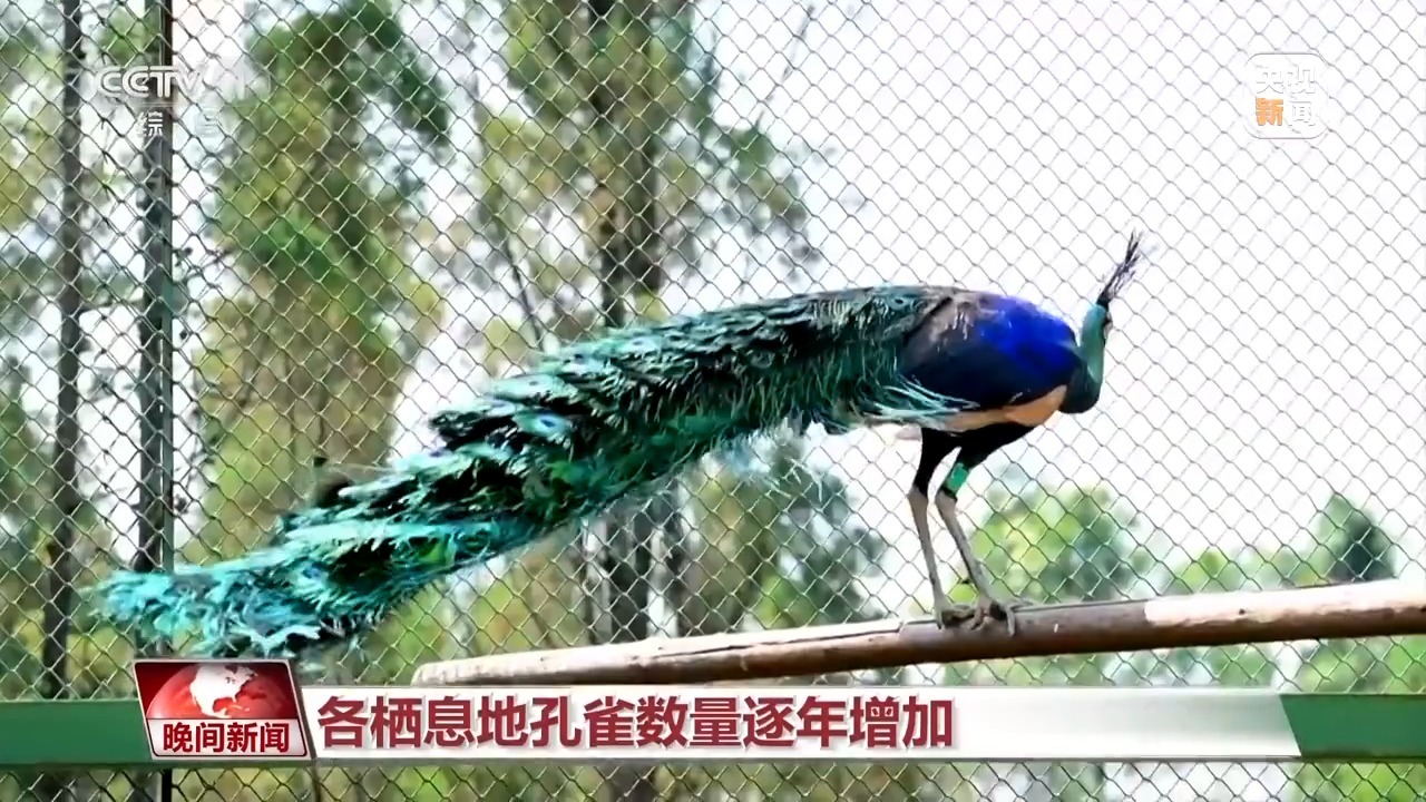 人工繁育绿孔雀 破解猿类“声纹暗码” 我国生物多样性维护“上大分”