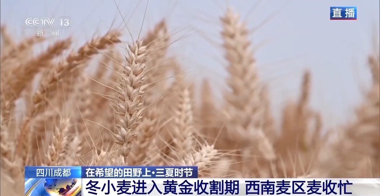 小麦也有“身份证” 丰盈和耕种在这里“同框”