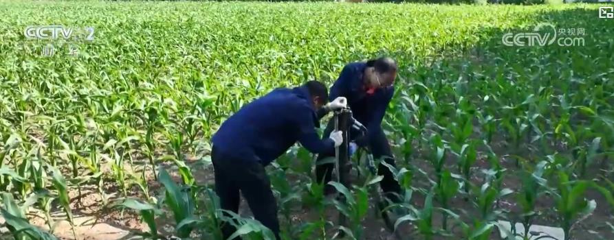 找出“耕地中的巨人大熊猫”家族的财产！在我