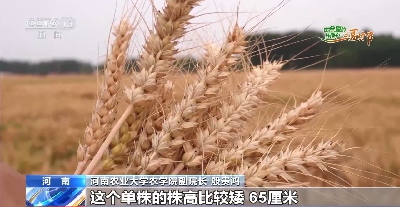 小麦田间“选秀”、蚕房变“流水线”……三夏收获正在进行(图5)