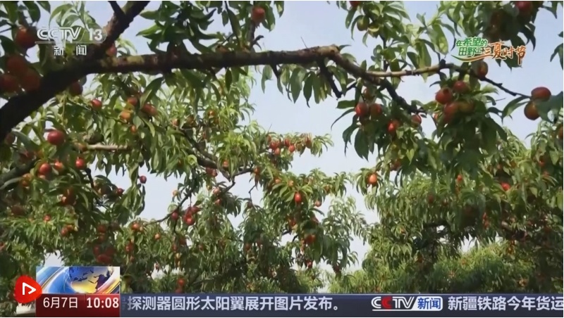 桃香满园�、蓝莓压枝 麦熟时节生果也丰盈 工业路宽富农家