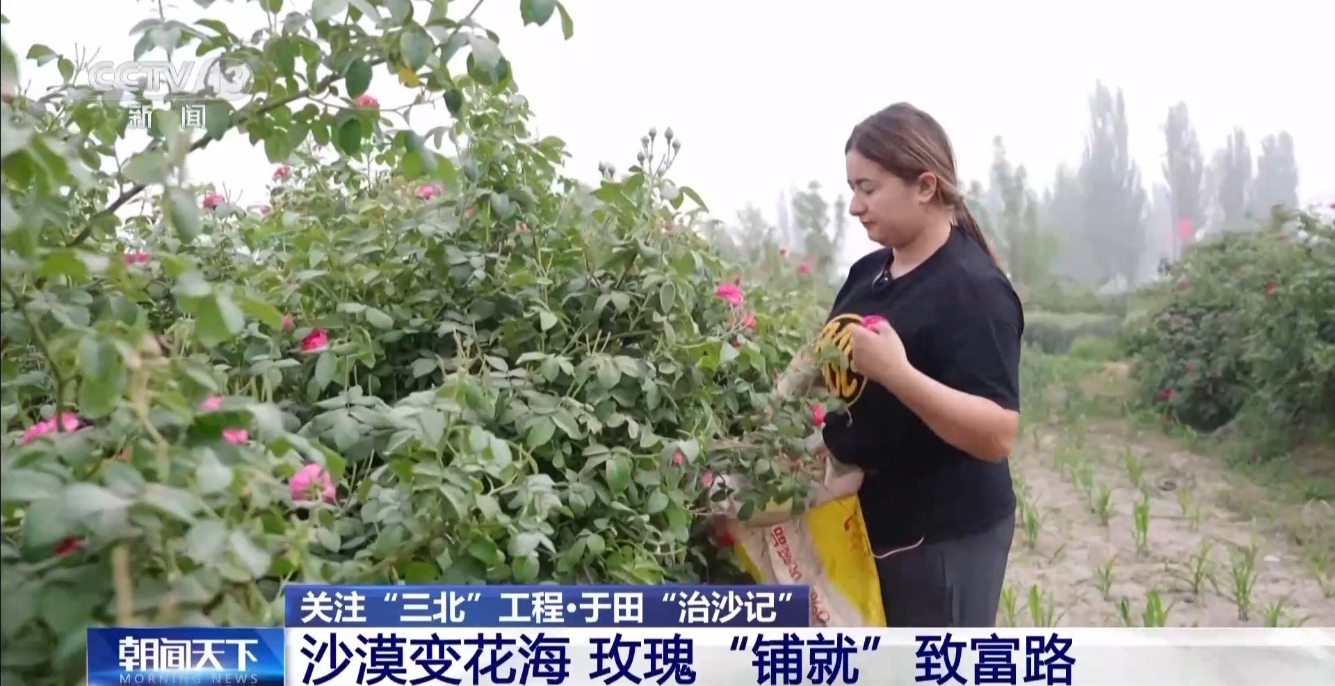 玫瑰征服了村民每天赚取1,000元的Taklamakan，他们